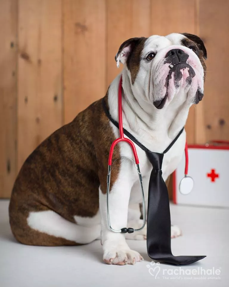 Пушистый мир Rachael Hale