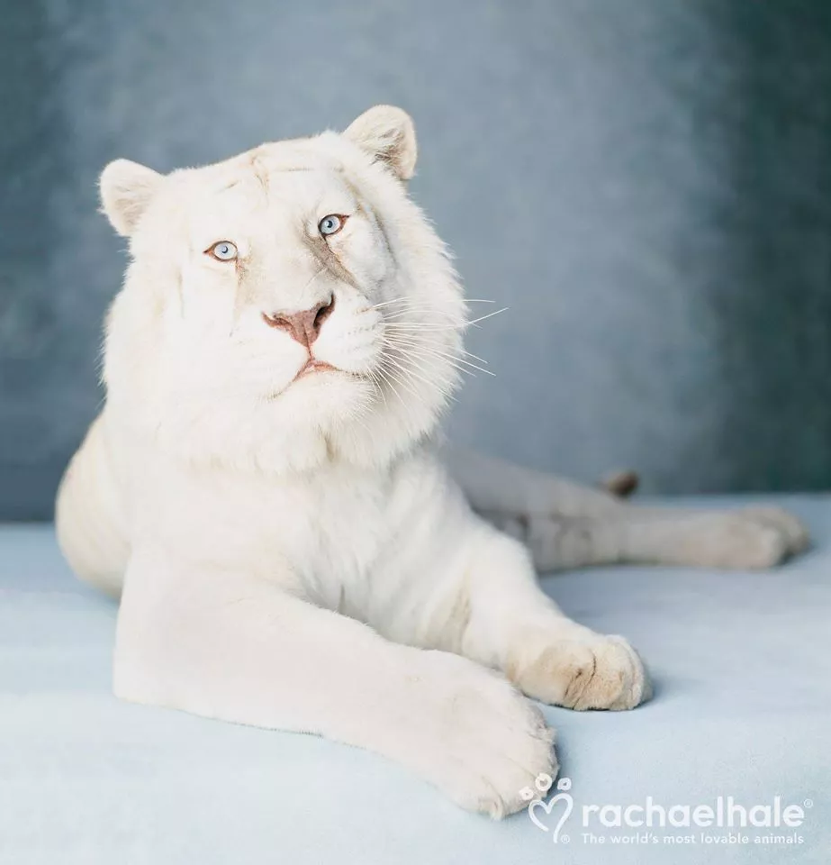 Пушистый мир Rachael Hale