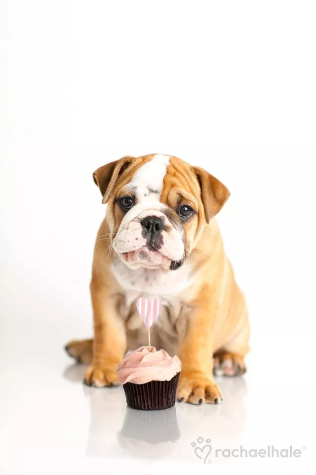 Пушистый мир Rachael Hale