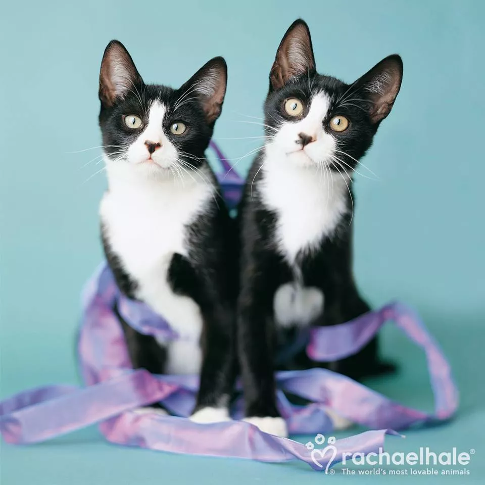 Пушистый мир Rachael Hale