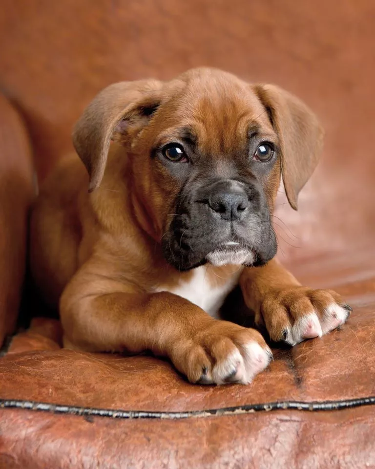 Пушистый мир Rachael Hale