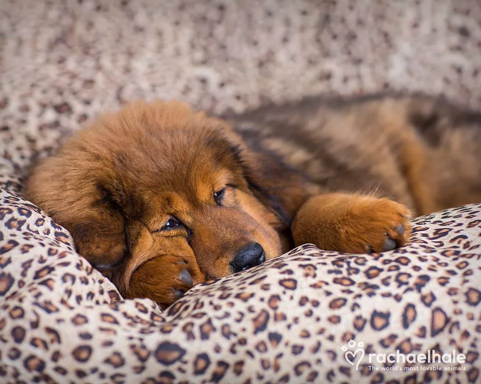 Пушистый мир Rachael Hale