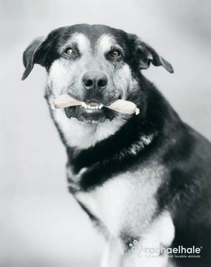 Пушистый мир Rachael Hale