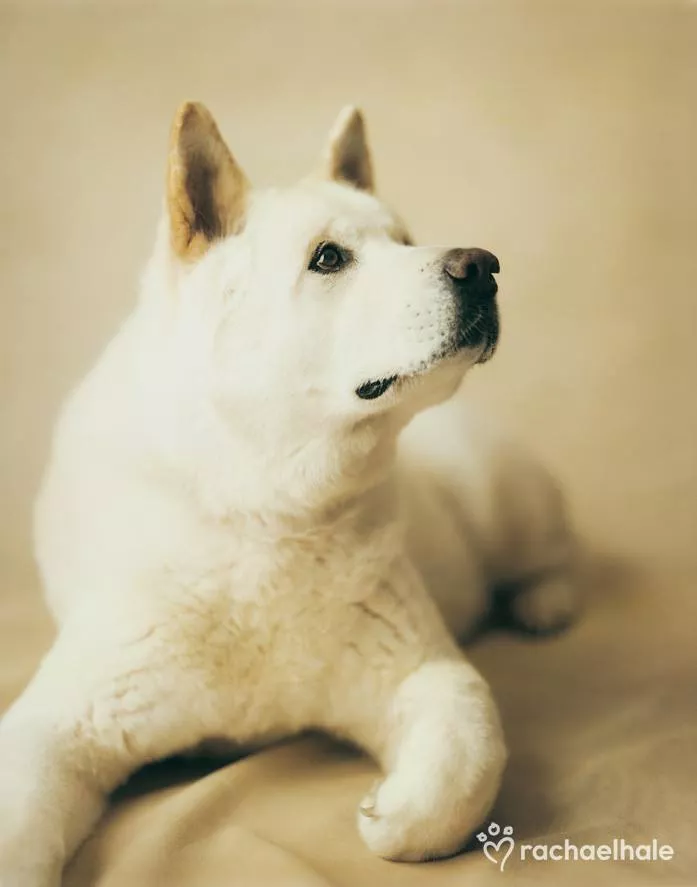 Пушистый мир Rachael Hale