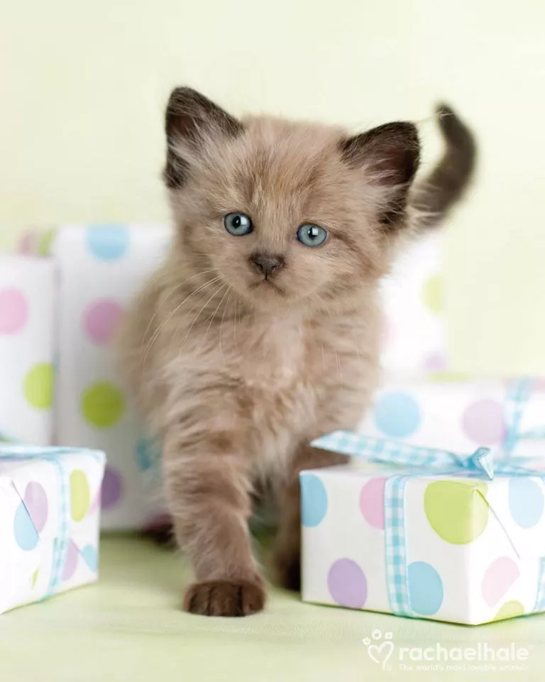 Пушистый мир Rachael Hale