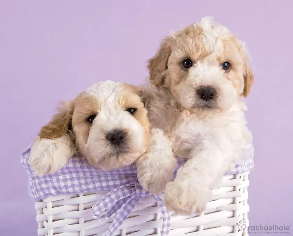 Пушистый мир Rachael Hale