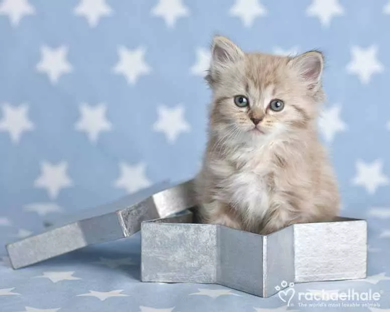 Пушистый мир Rachael Hale