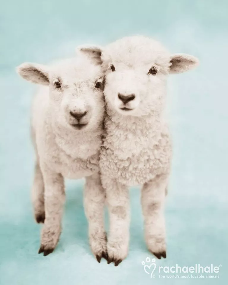 Пушистый мир Rachael Hale