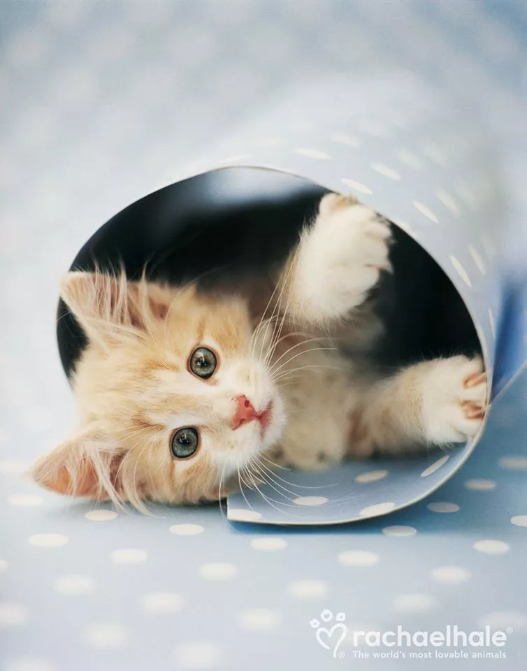 Пушистый мир Rachael Hale