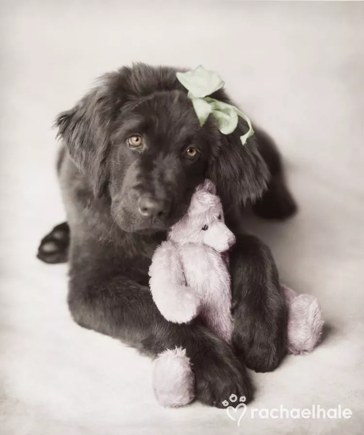 Пушистый мир Rachael Hale