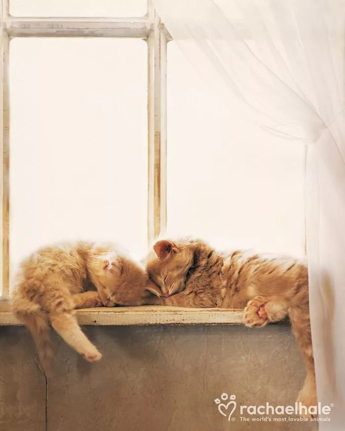 Пушистый мир Rachael Hale