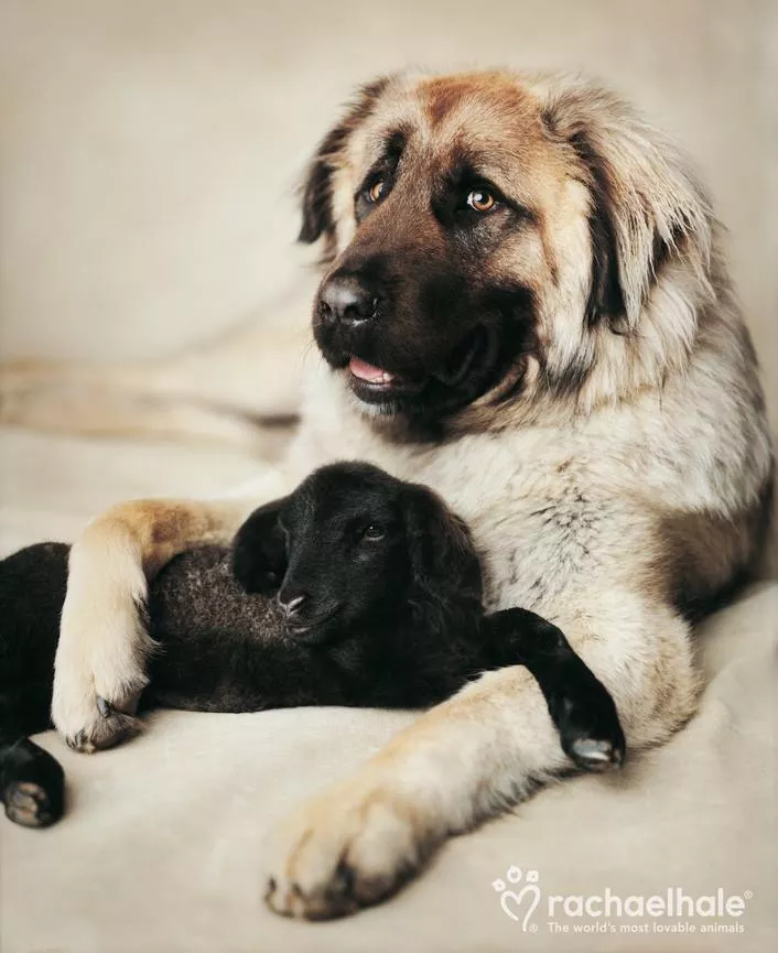 Пушистый мир Rachael Hale