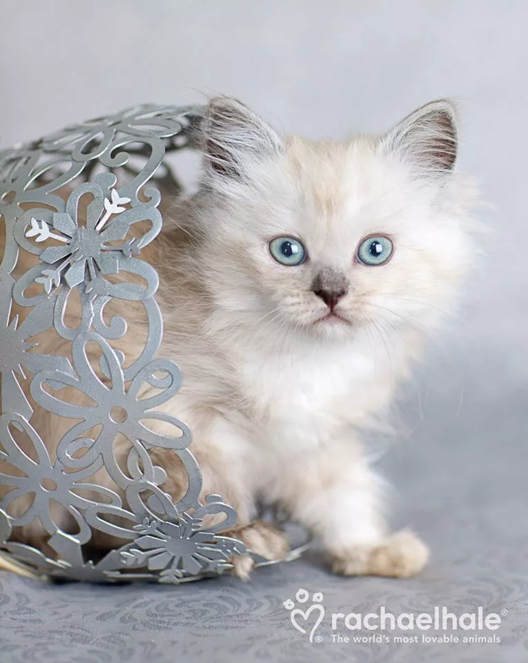 Пушистый мир Rachael Hale