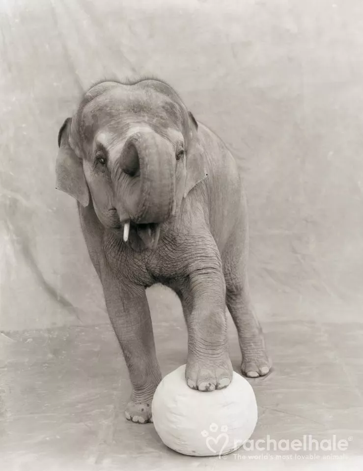 Пушистый мир Rachael Hale