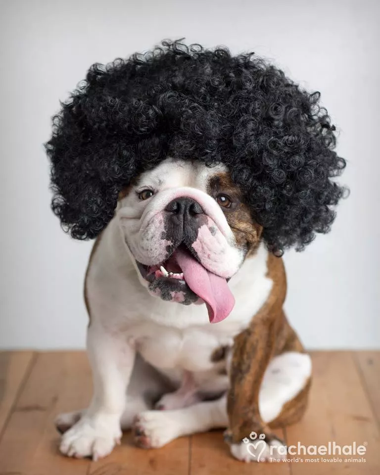 Пушистый мир Rachael Hale