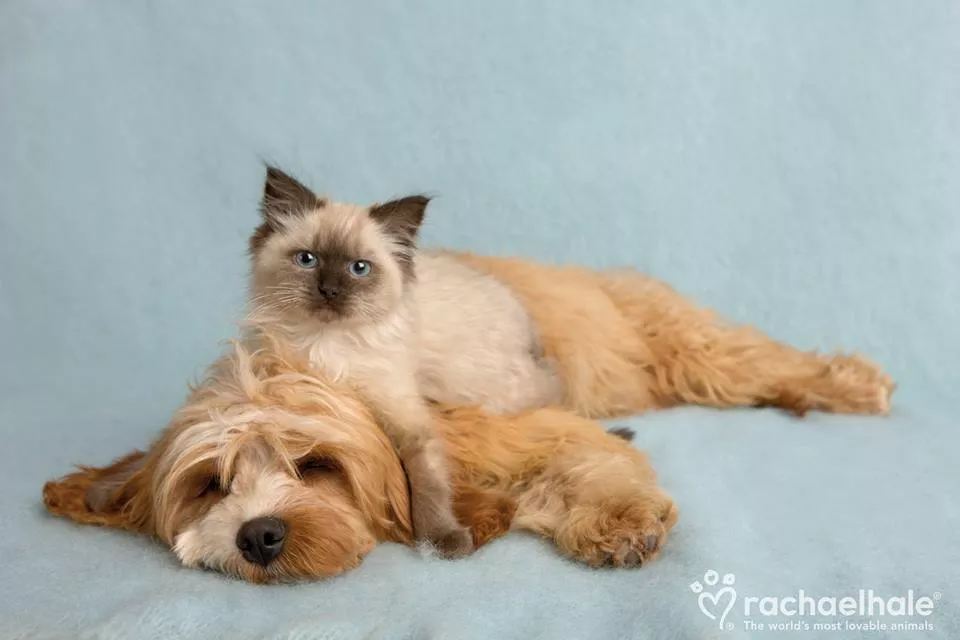 Пушистый мир Rachael Hale