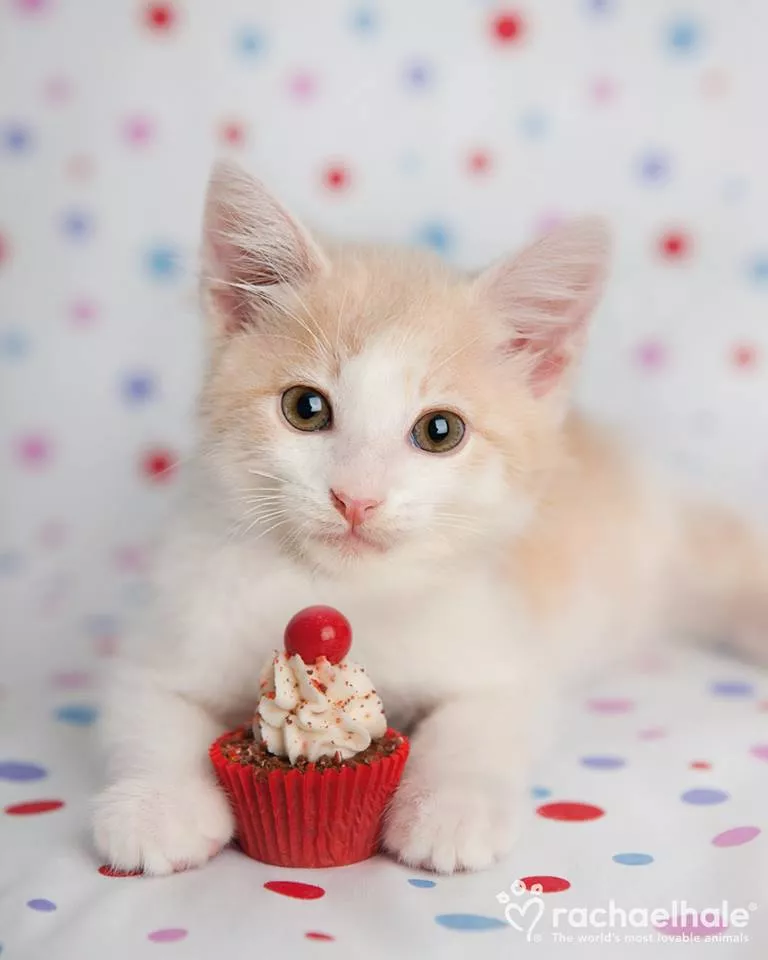 Пушистый мир Rachael Hale