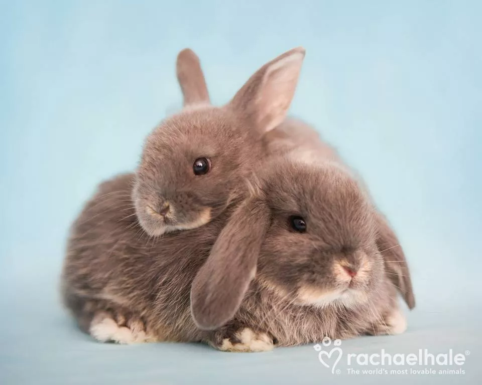 Пушистый мир Rachael Hale