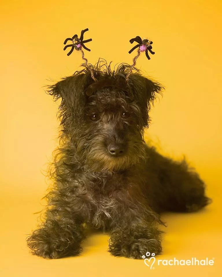 Пушистый мир Rachael Hale