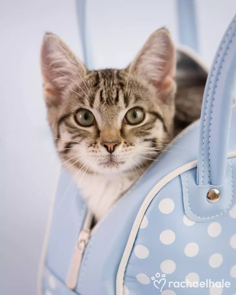 Пушистый мир Rachael Hale