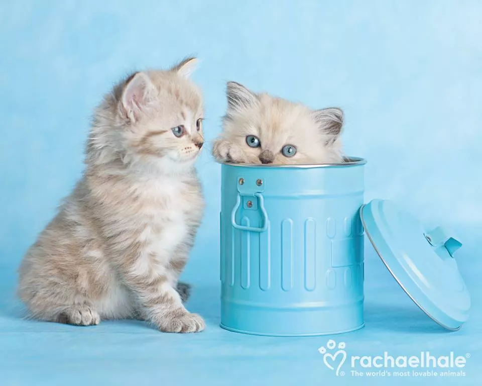 Пушистый мир Rachael Hale