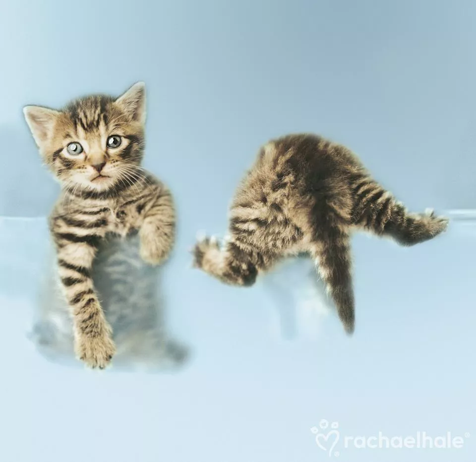 Пушистый мир Rachael Hale