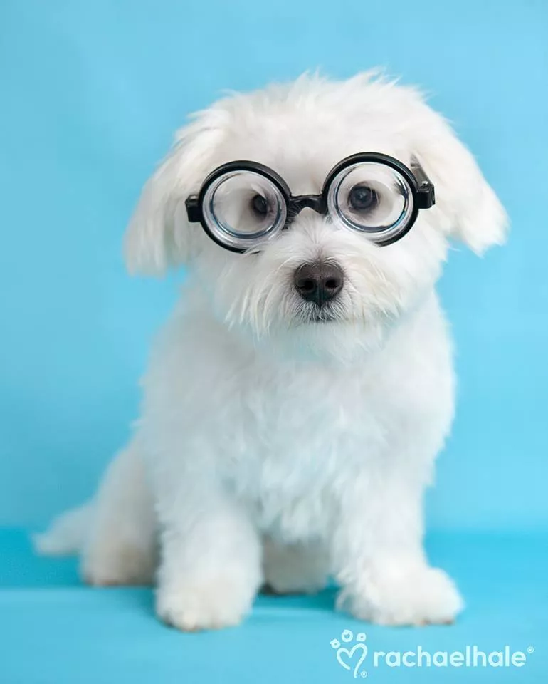 Пушистый мир Rachael Hale