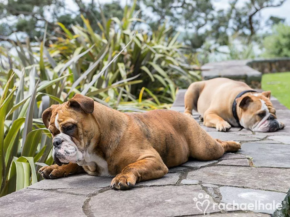 Пушистый мир Rachael Hale