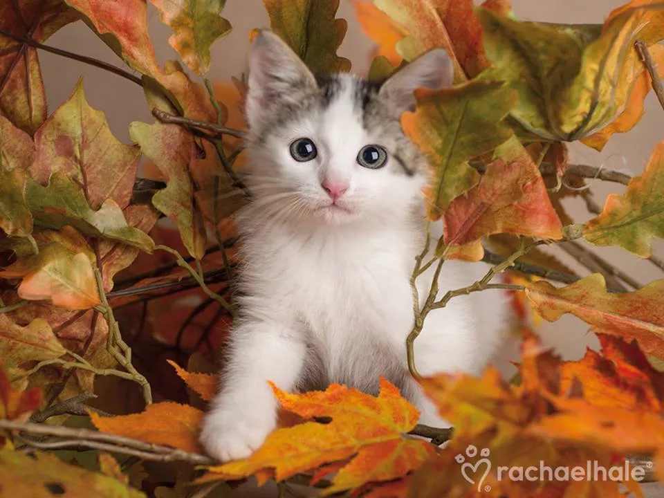 Пушистый мир Rachael Hale