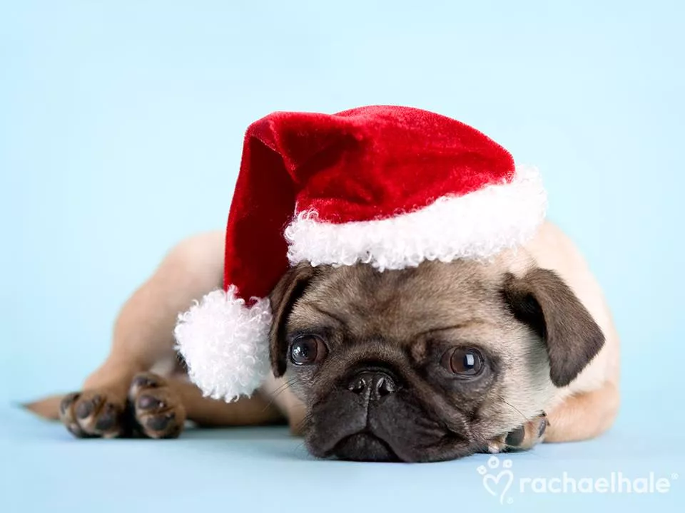 Пушистый мир Rachael Hale