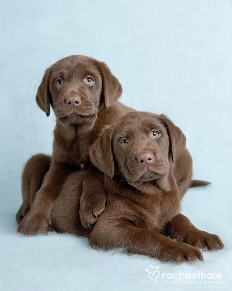 Пушистый мир Rachael Hale