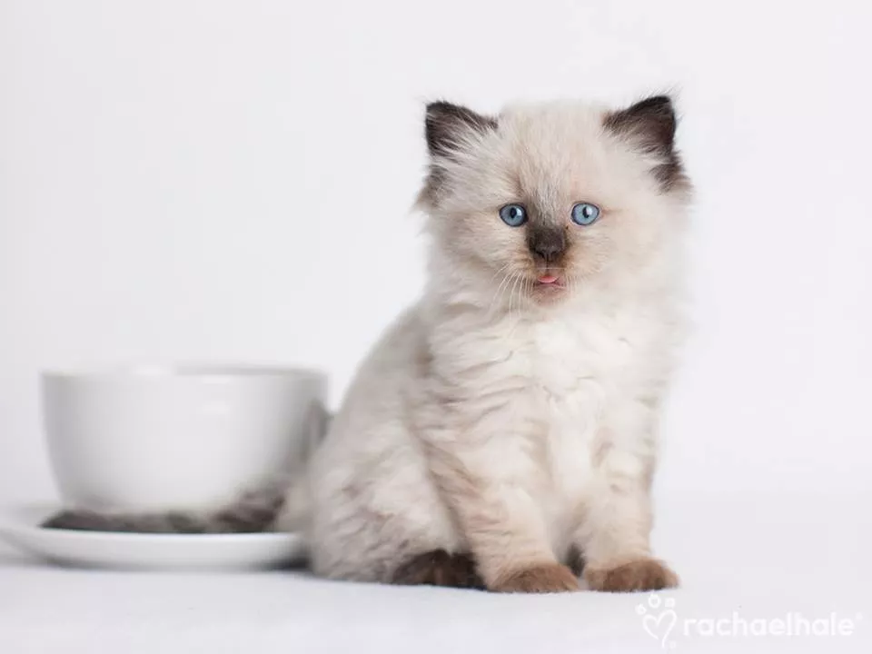 Пушистый мир Rachael Hale