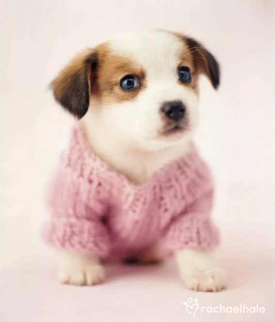 Пушистый мир Rachael Hale