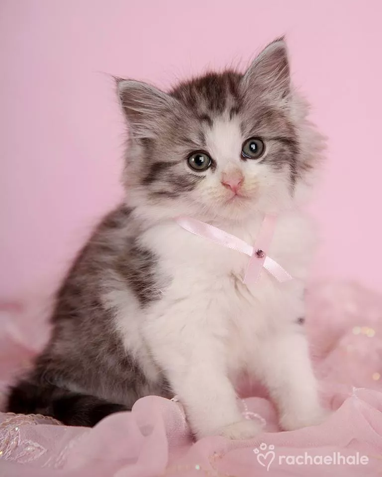 Пушистый мир Rachael Hale