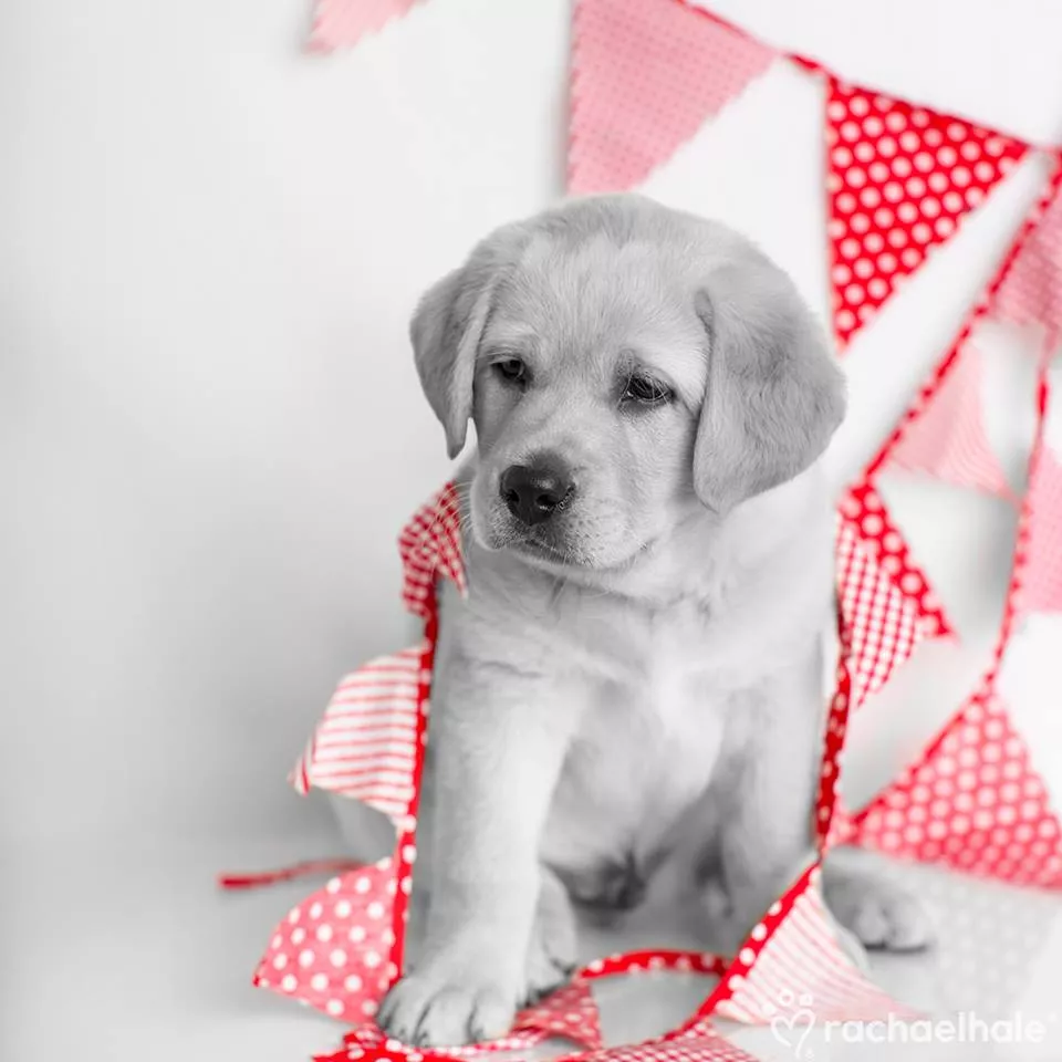 Пушистый мир Rachael Hale