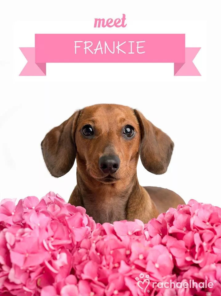 Пушистый мир Rachael Hale