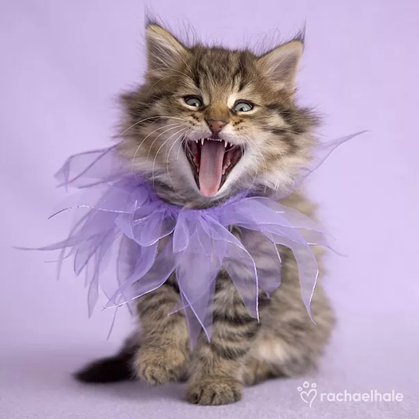 Пушистый мир Rachael Hale