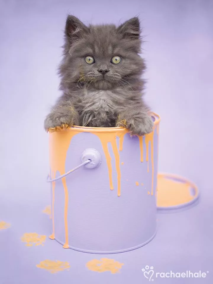 Пушистый мир Rachael Hale