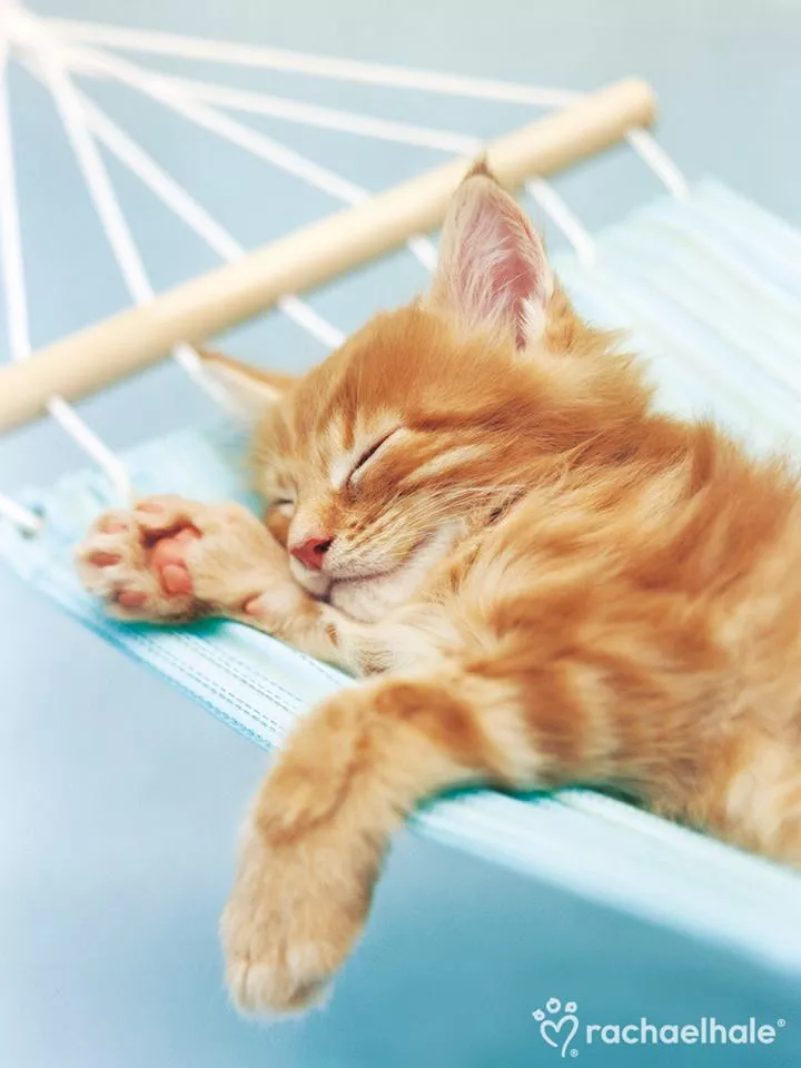 Пушистый мир Rachael Hale