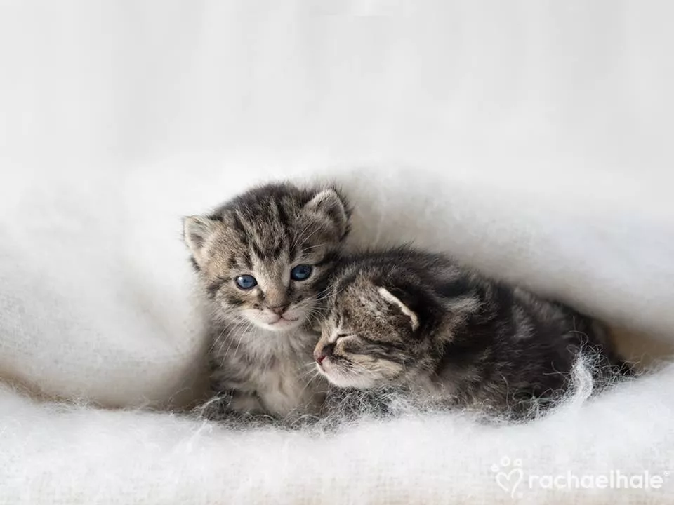 Пушистый мир Rachael Hale