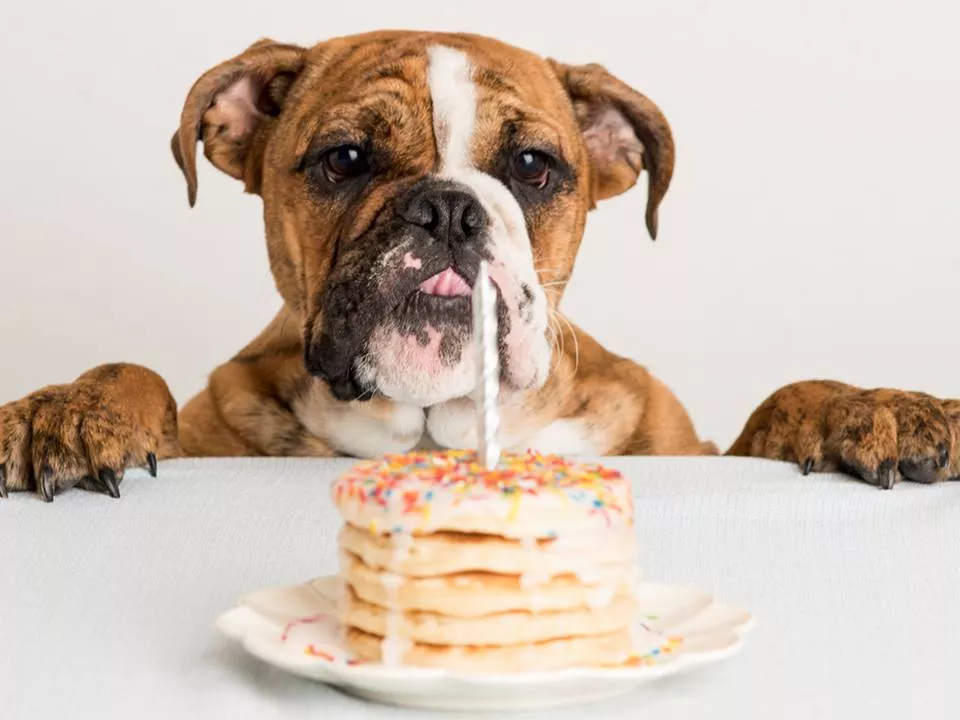 Пушистый мир Rachael Hale