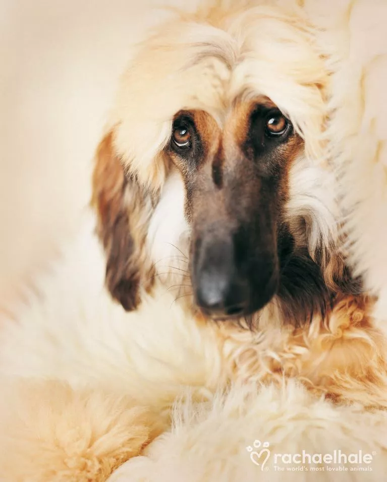 Пушистый мир Rachael Hale