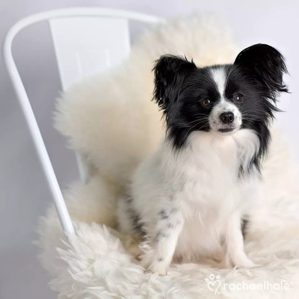 Пушистый мир Rachael Hale