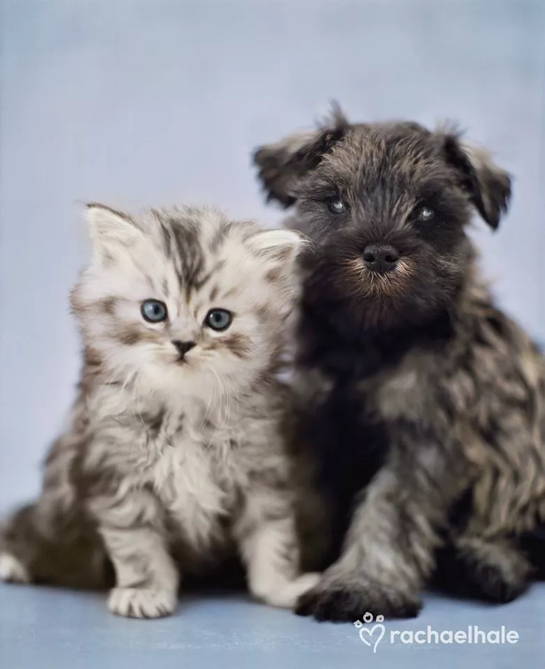 Пушистый мир Rachael Hale