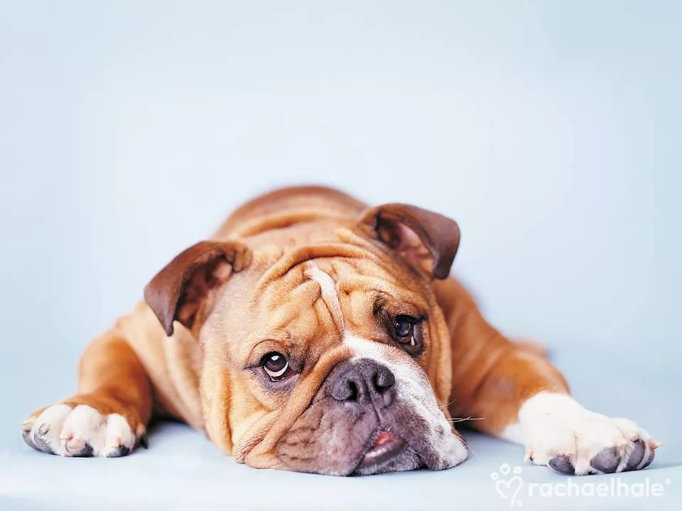 Пушистый мир Rachael Hale