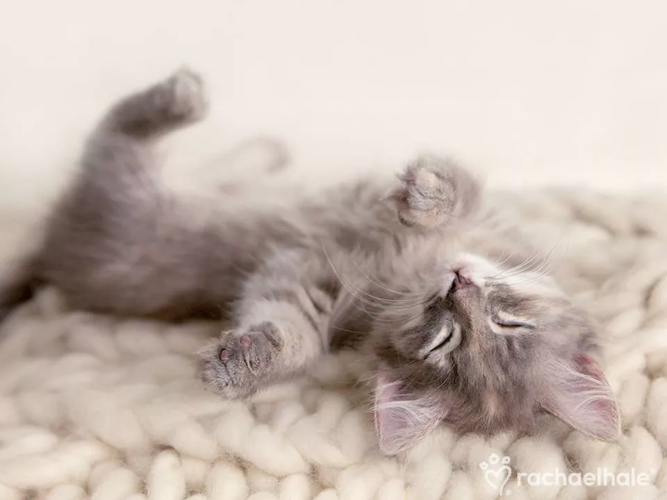 Пушистый мир Rachael Hale