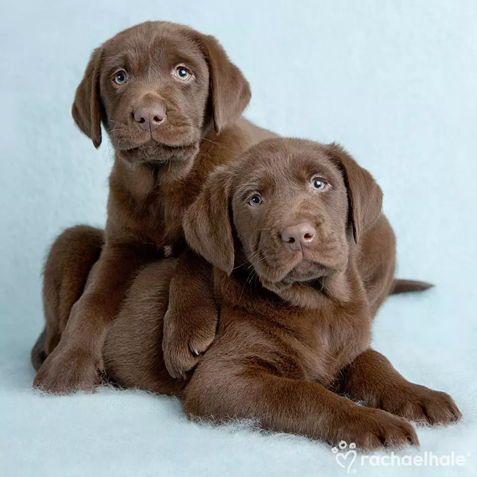 Пушистый мир Rachael Hale