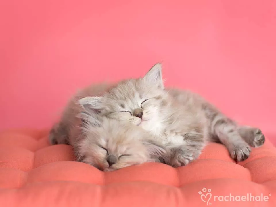 Пушистый мир Rachael Hale