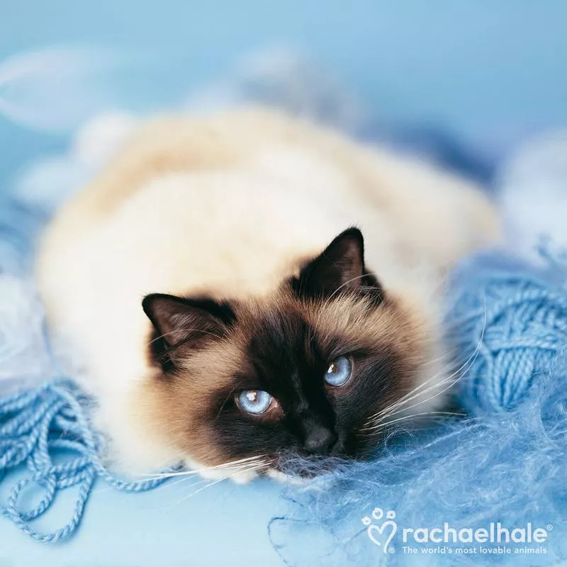 Пушистый мир Rachael Hale