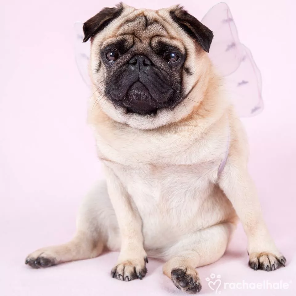 Пушистый мир Rachael Hale